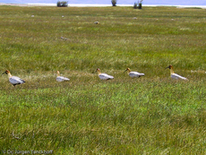 Schwarzzügelibis (1 von 15).jpg